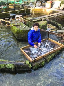 ヤマメの熟度鑑別作業と採卵作業