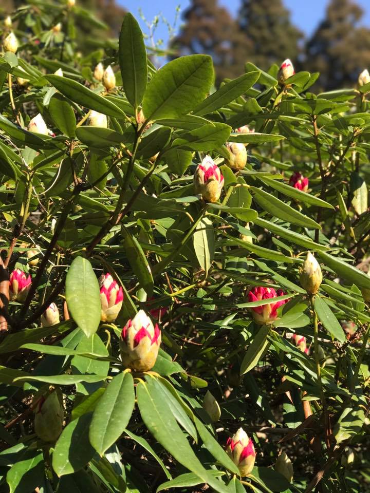 4月1日しゃくなげの森開花情報