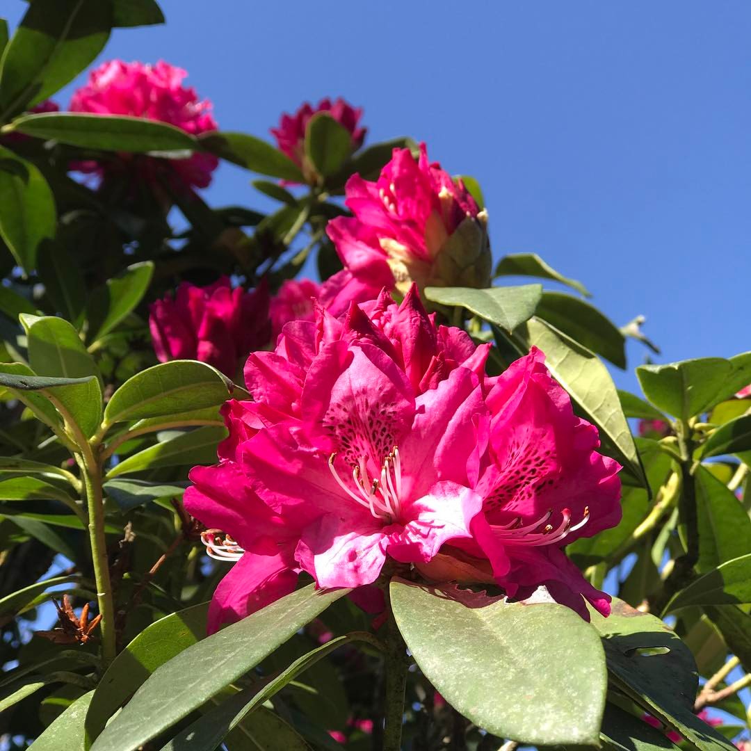 4月4日しゃくなげの森開花情報