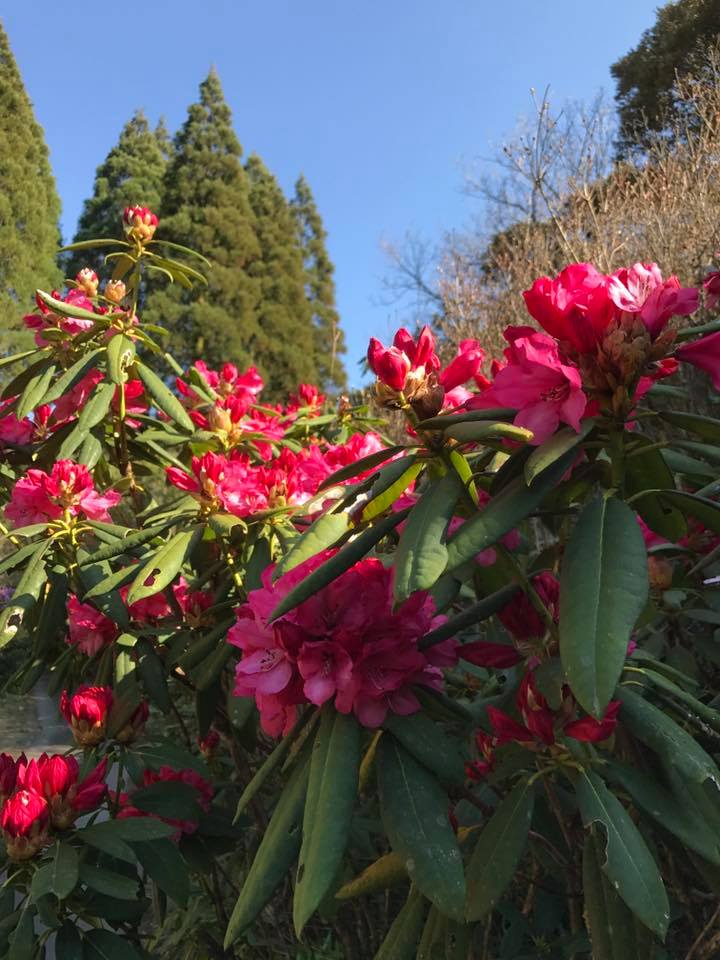 4月3日しゃくなげの森開花情報