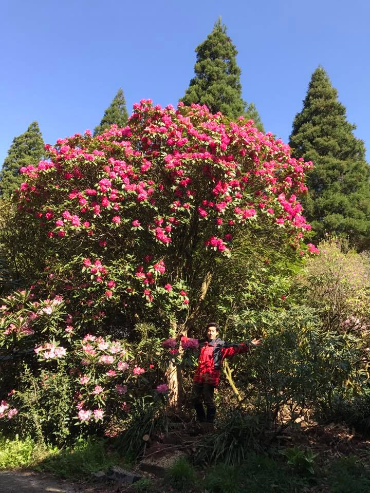 4月14日しゃくなげの森開花情報