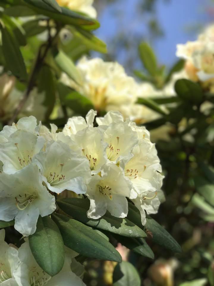 4月18日しゃくなげの森開花情報