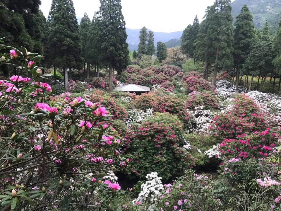 4月20日しゃくなげの森開花情報