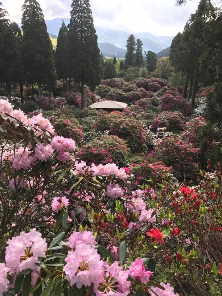 4月23日しゃくなげの森開花情報