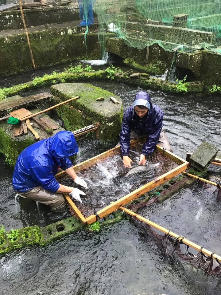 幻の尺ヤマメ選別作業