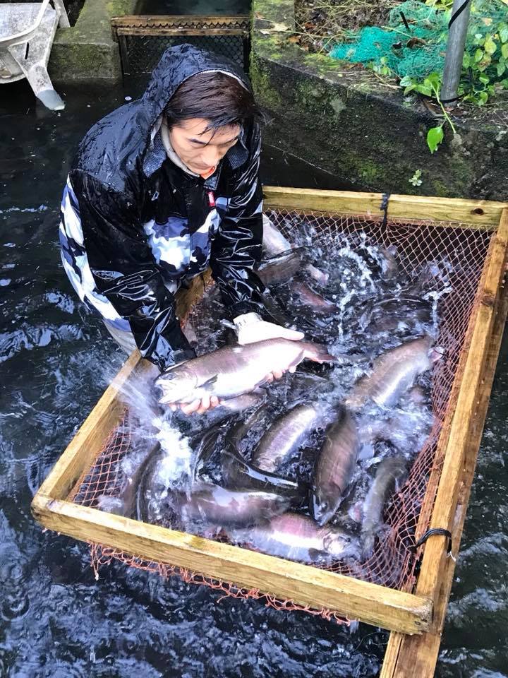 ヤマメ親魚の熟度鑑別