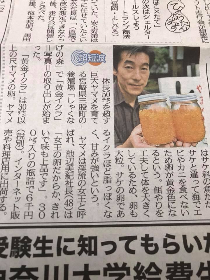 西日本新聞に黄金イクラ