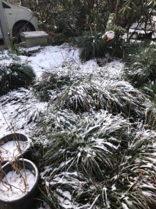 雪が薄っすら