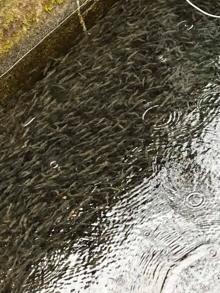 ヤマメ稚魚の移動