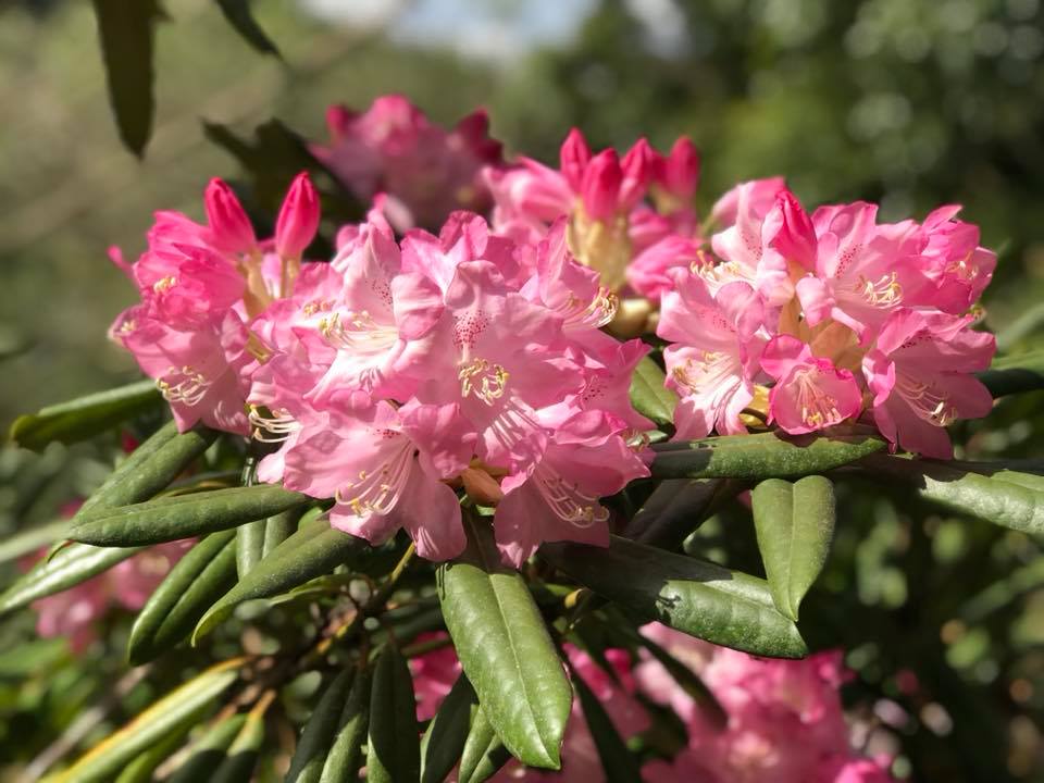 しゃくなげ園が豪華な花園になりました