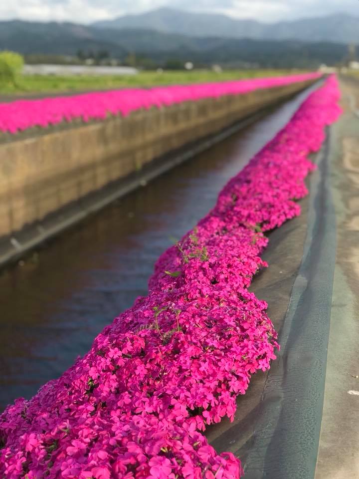 見事な芝桜