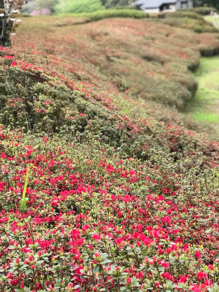 椎八重公園の開花状況