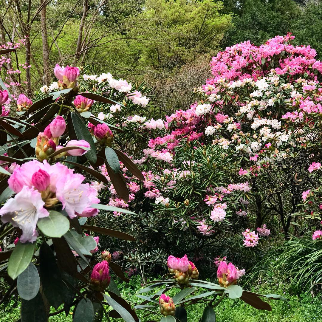 満開の花園