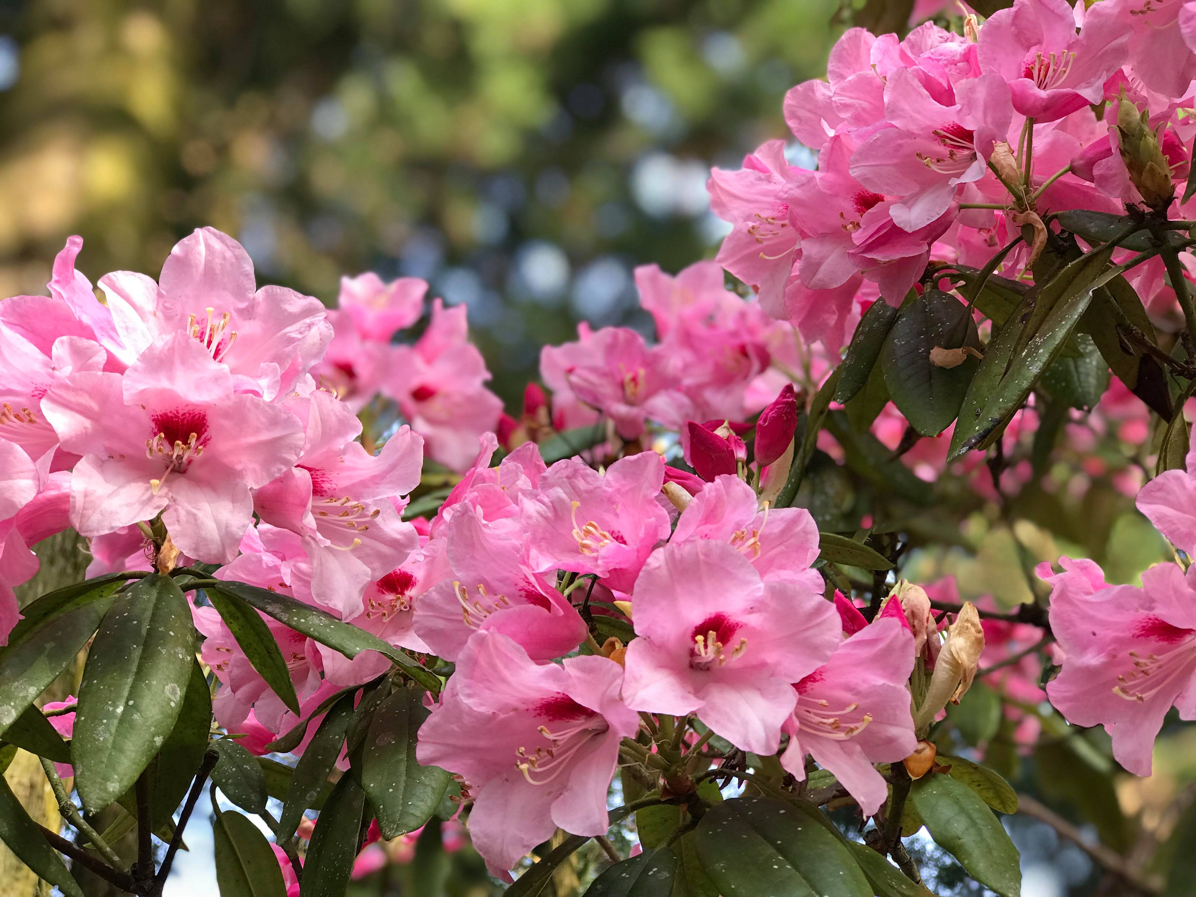 4月3日しゃくなげの森開花情報