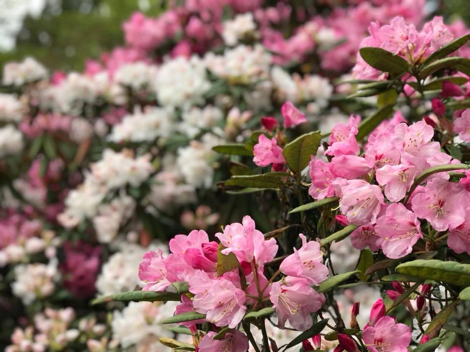 4月6日しゃくなげの森開花情報