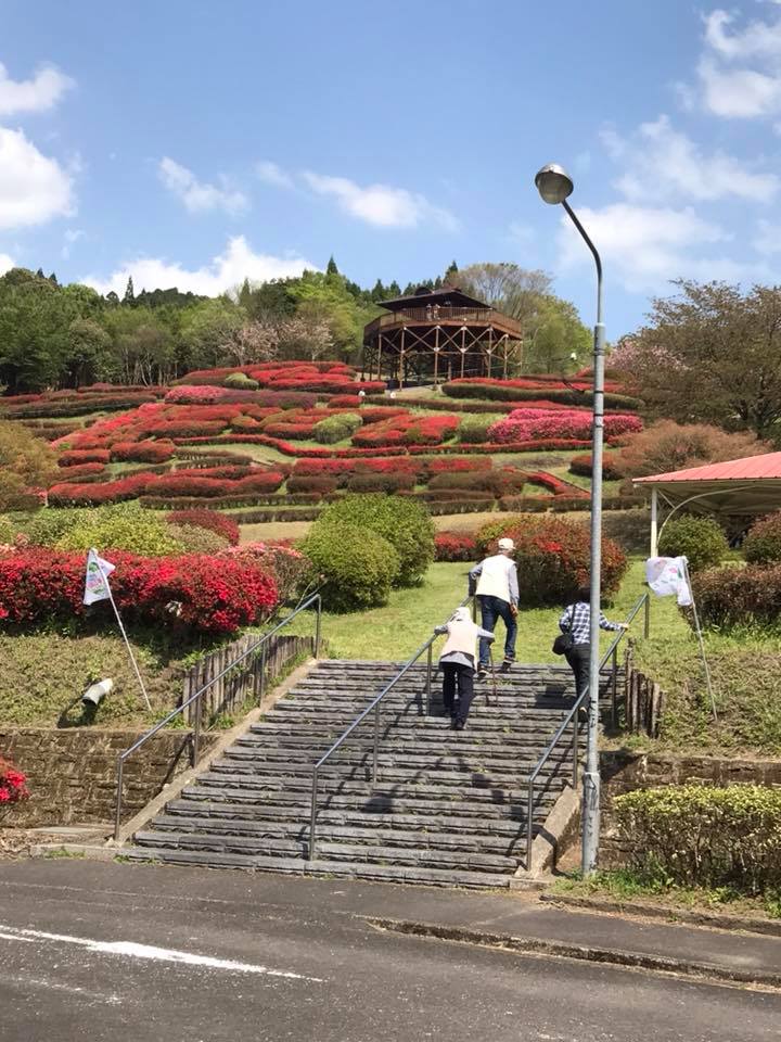 4月10日椎八重公園の開花情報