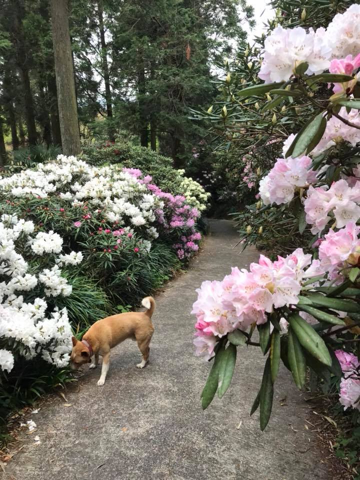 4月11日しゃくなげの森開花情報