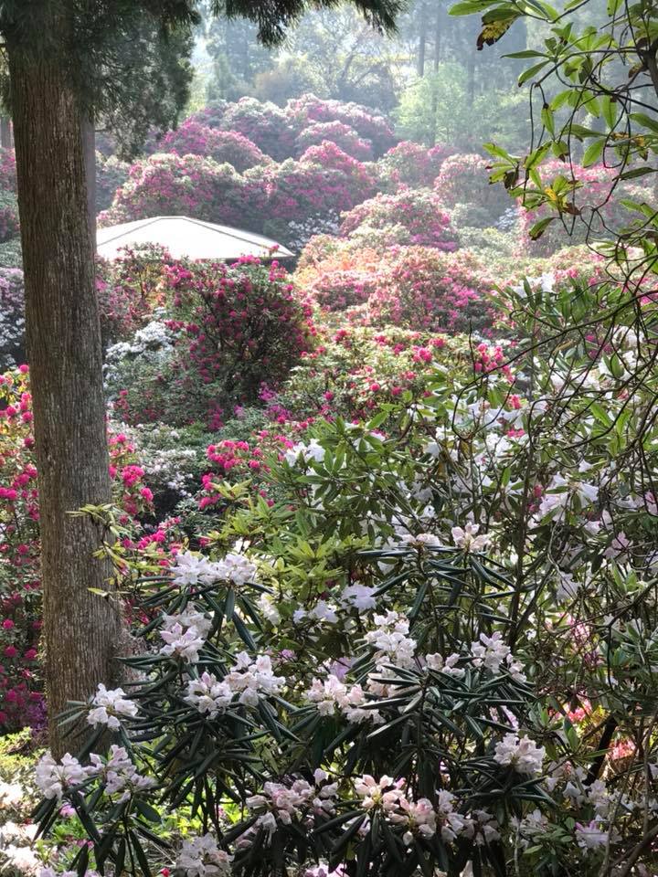 4月12日しゃくなげの森開花情報