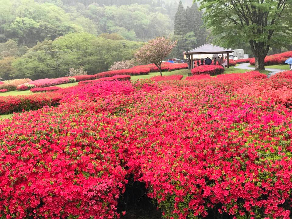 椎八重公園満開