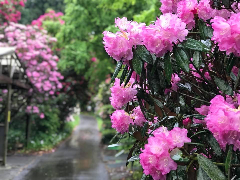 4月14日しゃくなげの森開花情報