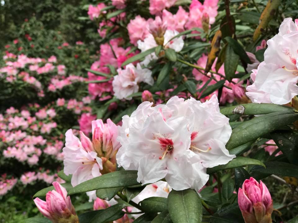 しゃくなげ花祭り開催