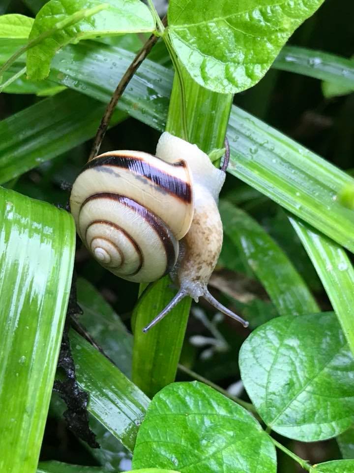 カタツムリ