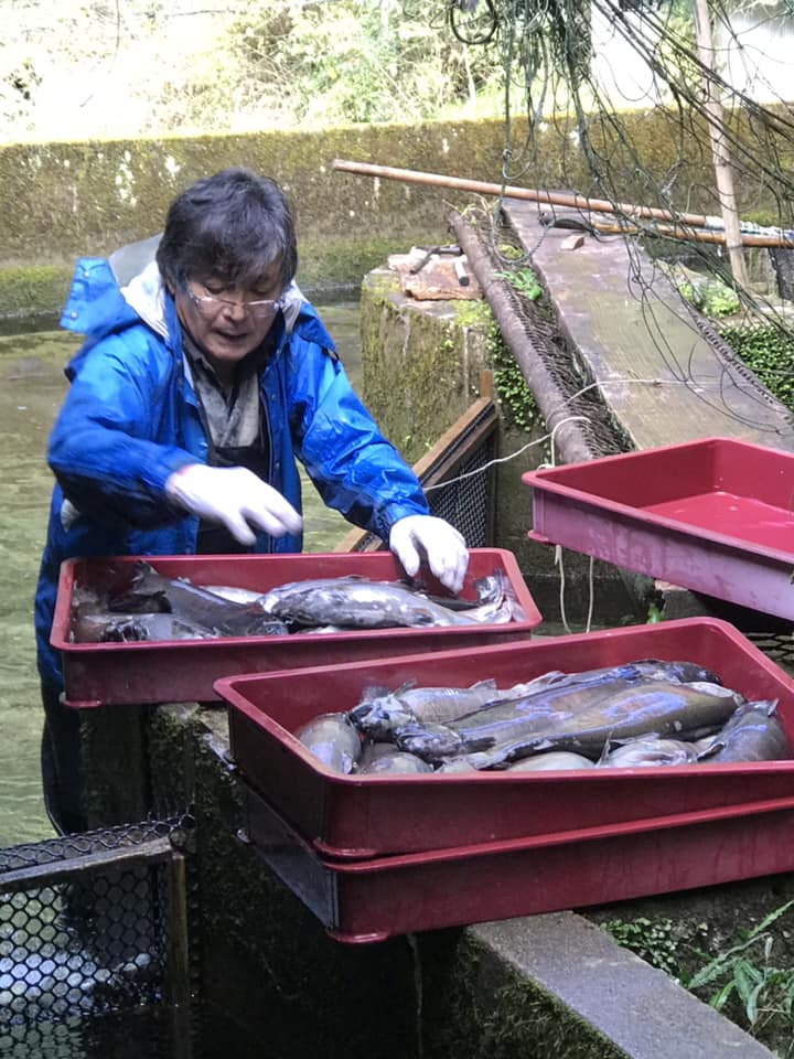 朝からヤマメの鑑別作業