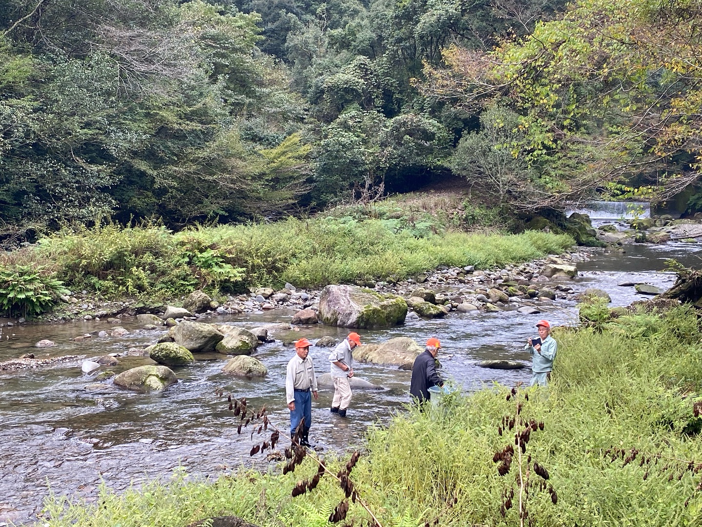 宮崎県西部で特殊なヤマメ放流